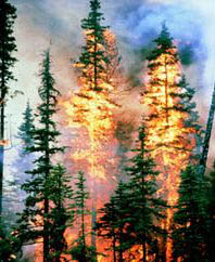 THE-TYEE-ANNIVERSARY-FOREST-FIRE