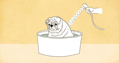 Award winning Vancouver animator Ann Marie Fleming new 2020 animation short, <em>Old Dog</em>