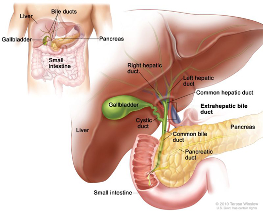 The bile duct system in the intestines, the organs and ducts that make and store bile (a fluid made by the liver that helps digest fat), and release it into the small intestine. The biliary tract includes the gallbladder and bile ducts inside and outside
