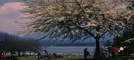 Vancouver's crown jewel, the 1000 acre Stanley Park, this photo taken in 1958